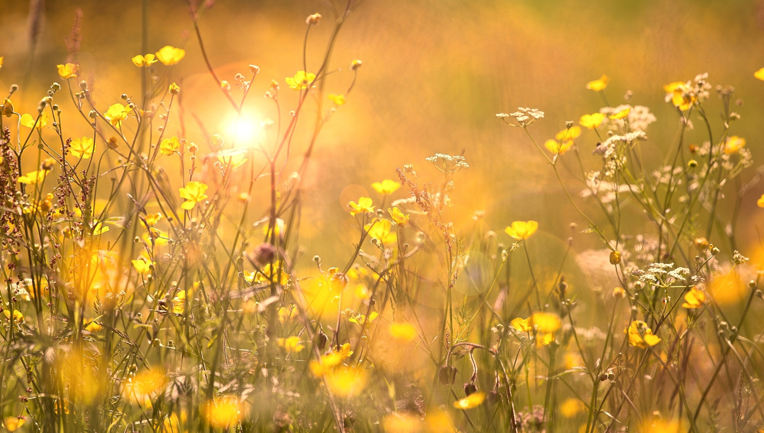 Sommarblommor för sommarhälsning från DEMA Brunnsborrning